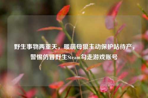 野生事物两重天,暖萌母狼主动保护站待产,警惕仿冒野生Steam勾走游戏账号